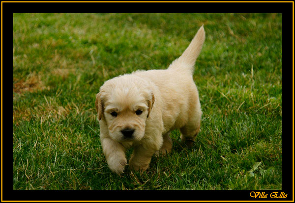 comprar golden retriever villa ellie